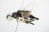  ( - BC ZSM HYM 15189)  @12 [ ] CreativeCommons - Attribution Non-Commercial Share-Alike (2015) Unspecified SNSB, Zoologische Staatssammlung Muenchen