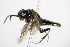  ( - BC ZSM HYM 15190)  @12 [ ] CreativeCommons - Attribution Non-Commercial Share-Alike (2015) Unspecified SNSB, Zoologische Staatssammlung Muenchen