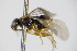  ( - BC ZSM HYM 15677)  @12 [ ] CreativeCommons - Attribution Non-Commercial Share-Alike (2015) Unspecified SNSB, Zoologische Staatssammlung Muenchen