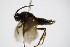  ( - BC ZSM HYM 15704)  @12 [ ] CreativeCommons - Attribution Non-Commercial Share-Alike (2015) Unspecified SNSB, Zoologische Staatssammlung Muenchen