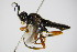  ( - BC ZSM HYM 15717)  @13 [ ] CreativeCommons - Attribution Non-Commercial Share-Alike (2015) Unspecified SNSB, Zoologische Staatssammlung Muenchen