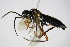  ( - BC ZSM HYM 15719)  @13 [ ] CreativeCommons - Attribution Non-Commercial Share-Alike (2015) Unspecified SNSB, Zoologische Staatssammlung Muenchen