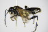  ( - BC ZSM HYM 15749)  @13 [ ] CreativeCommons - Attribution Non-Commercial Share-Alike (2015) Unspecified SNSB, Zoologische Staatssammlung Muenchen