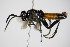  ( - BC ZSM HYM 15760)  @13 [ ] CreativeCommons - Attribution Non-Commercial Share-Alike (2015) Unspecified SNSB, Zoologische Staatssammlung Muenchen