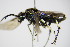  ( - BC ZSM HYM 15782)  @13 [ ] CreativeCommons - Attribution Non-Commercial Share-Alike (2015) Unspecified SNSB, Zoologische Staatssammlung Muenchen