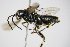  ( - BC ZSM HYM 15783)  @13 [ ] CreativeCommons - Attribution Non-Commercial Share-Alike (2015) Unspecified SNSB, Zoologische Staatssammlung Muenchen