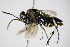  ( - BC ZSM HYM 15784)  @13 [ ] CreativeCommons - Attribution Non-Commercial Share-Alike (2015) Unspecified SNSB, Zoologische Staatssammlung Muenchen