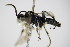  ( - BC ZSM HYM 15785)  @12 [ ] CreativeCommons - Attribution Non-Commercial Share-Alike (2015) Unspecified SNSB, Zoologische Staatssammlung Muenchen