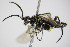  ( - BC ZSM HYM 15786)  @12 [ ] CreativeCommons - Attribution Non-Commercial Share-Alike (2015) Unspecified SNSB, Zoologische Staatssammlung Muenchen