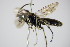  ( - BC ZSM HYM 15787)  @12 [ ] CreativeCommons - Attribution Non-Commercial Share-Alike (2015) Unspecified SNSB, Zoologische Staatssammlung Muenchen