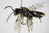  ( - BC ZSM HYM 15793)  @13 [ ] CreativeCommons - Attribution Non-Commercial Share-Alike (2015) Unspecified SNSB, Zoologische Staatssammlung Muenchen