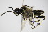  ( - BC ZSM HYM 15794)  @12 [ ] CreativeCommons - Attribution Non-Commercial Share-Alike (2015) Unspecified SNSB, Zoologische Staatssammlung Muenchen