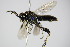  ( - BC ZSM HYM 15795)  @13 [ ] CreativeCommons - Attribution Non-Commercial Share-Alike (2015) Unspecified SNSB, Zoologische Staatssammlung Muenchen