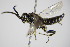  ( - BC ZSM HYM 15796)  @13 [ ] CreativeCommons - Attribution Non-Commercial Share-Alike (2015) Unspecified SNSB, Zoologische Staatssammlung Muenchen
