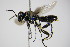  ( - BC ZSM HYM 15798)  @12 [ ] CreativeCommons - Attribution Non-Commercial Share-Alike (2015) Unspecified SNSB, Zoologische Staatssammlung Muenchen