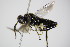  ( - BC ZSM HYM 15799)  @12 [ ] CreativeCommons - Attribution Non-Commercial Share-Alike (2015) Unspecified SNSB, Zoologische Staatssammlung Muenchen