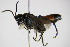  ( - BC ZSM HYM 15818)  @13 [ ] CreativeCommons - Attribution Non-Commercial Share-Alike (2015) Unspecified SNSB, Zoologische Staatssammlung Muenchen