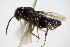  ( - BC ZSM HYM 15860)  @13 [ ] CreativeCommons - Attribution Non-Commercial Share-Alike (2015) Unspecified SNSB, Zoologische Staatssammlung Muenchen