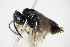  ( - BC ZSM HYM 15861)  @12 [ ] CreativeCommons - Attribution Non-Commercial Share-Alike (2015) Unspecified SNSB, Zoologische Staatssammlung Muenchen