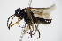  ( - BC ZSM HYM 15864)  @12 [ ] CreativeCommons - Attribution Non-Commercial Share-Alike (2015) Unspecified SNSB, Zoologische Staatssammlung Muenchen