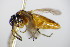  ( - BC ZSM HYM 15934)  @12 [ ] CreativeCommons - Attribution Non-Commercial Share-Alike (2015) Unspecified SNSB, Zoologische Staatssammlung Muenchen