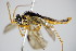  ( - BC ZSM HYM 15942)  @12 [ ] CreativeCommons - Attribution Non-Commercial Share-Alike (2015) Unspecified SNSB, Zoologische Staatssammlung Muenchen