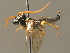  ( - BC ZSM HYM 15979)  @12 [ ] CreativeCommons - Attribution Non-Commercial Share-Alike (2015) Unspecified SNSB, Zoologische Staatssammlung Muenchen