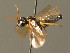  ( - BC ZSM HYM 15981)  @12 [ ] CreativeCommons - Attribution Non-Commercial Share-Alike (2015) Unspecified SNSB, Zoologische Staatssammlung Muenchen