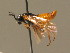  ( - BC ZSM HYM 16025)  @12 [ ] CreativeCommons - Attribution Non-Commercial Share-Alike (2015) Unspecified SNSB, Zoologische Staatssammlung Muenchen