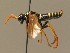  ( - BC ZSM HYM 16043)  @12 [ ] CreativeCommons - Attribution Non-Commercial Share-Alike (2015) Unspecified SNSB, Zoologische Staatssammlung Muenchen