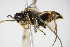  ( - BC ZSM HYM 16083)  @13 [ ] CreativeCommons - Attribution Non-Commercial Share-Alike (2015) Unspecified SNSB, Zoologische Staatssammlung Muenchen