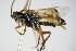  ( - BC ZSM HYM 16085)  @13 [ ] CreativeCommons - Attribution Non-Commercial Share-Alike (2015) Unspecified SNSB, Zoologische Staatssammlung Muenchen