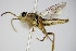  ( - BC ZSM HYM 16088)  @13 [ ] CreativeCommons - Attribution Non-Commercial Share-Alike (2015) Unspecified SNSB, Zoologische Staatssammlung Muenchen