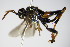  ( - BC ZSM HYM 16093)  @12 [ ] CreativeCommons - Attribution Non-Commercial Share-Alike (2015) Unspecified SNSB, Zoologische Staatssammlung Muenchen
