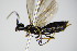  ( - BC ZSM HYM 16101)  @13 [ ] CreativeCommons - Attribution Non-Commercial Share-Alike (2015) Unspecified SNSB, Zoologische Staatssammlung Muenchen