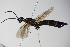  ( - BC ZSM HYM 16133)  @11 [ ] CreativeCommons - Attribution Non-Commercial Share-Alike (2015) Unspecified SNSB, Zoologische Staatssammlung Muenchen
