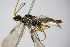  ( - BC ZSM HYM 16143)  @12 [ ] CreativeCommons - Attribution Non-Commercial Share-Alike (2015) Unspecified SNSB, Zoologische Staatssammlung Muenchen