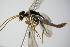  ( - BC ZSM HYM 16144)  @12 [ ] CreativeCommons - Attribution Non-Commercial Share-Alike (2015) Unspecified SNSB, Zoologische Staatssammlung Muenchen
