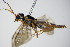  ( - BC ZSM HYM 16145)  @12 [ ] CreativeCommons - Attribution Non-Commercial Share-Alike (2015) Unspecified SNSB, Zoologische Staatssammlung Muenchen