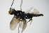  ( - BC ZSM HYM 16147)  @12 [ ] CreativeCommons - Attribution Non-Commercial Share-Alike (2015) Unspecified SNSB, Zoologische Staatssammlung Muenchen