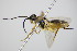  ( - BC ZSM HYM 16437)  @13 [ ] CreativeCommons - Attribution Non-Commercial Share-Alike (2015) Unspecified SNSB, Zoologische Staatssammlung Muenchen