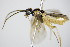  ( - BC ZSM HYM 16438)  @13 [ ] CreativeCommons - Attribution Non-Commercial Share-Alike (2015) Unspecified SNSB, Zoologische Staatssammlung Muenchen