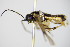  ( - BC ZSM HYM 16441)  @13 [ ] CreativeCommons - Attribution Non-Commercial Share-Alike (2015) Unspecified SNSB, Zoologische Staatssammlung Muenchen