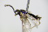  ( - BC ZSM HYM 16444)  @12 [ ] CreativeCommons - Attribution Non-Commercial Share-Alike (2015) Unspecified SNSB, Zoologische Staatssammlung Muenchen