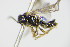  ( - BC ZSM HYM 16448)  @12 [ ] CreativeCommons - Attribution Non-Commercial Share-Alike (2015) Unspecified SNSB, Zoologische Staatssammlung Muenchen