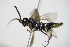  ( - BC ZSM HYM 16452)  @12 [ ] CreativeCommons - Attribution Non-Commercial Share-Alike (2015) Unspecified SNSB, Zoologische Staatssammlung Muenchen
