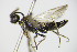  (Empria pumiloides - BC ZSM HYM 16454)  @13 [ ] CreativeCommons - Attribution Non-Commercial Share-Alike (2015) Unspecified SNSB, Zoologische Staatssammlung Muenchen