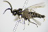  ( - BC ZSM HYM 16455)  @13 [ ] CreativeCommons - Attribution Non-Commercial Share-Alike (2015) Unspecified SNSB, Zoologische Staatssammlung Muenchen