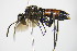  ( - BC ZSM HYM 16460)  @13 [ ] CreativeCommons - Attribution Non-Commercial Share-Alike (2015) Unspecified SNSB, Zoologische Staatssammlung Muenchen