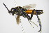 ( - BC ZSM HYM 16461)  @13 [ ] CreativeCommons - Attribution Non-Commercial Share-Alike (2015) Unspecified SNSB, Zoologische Staatssammlung Muenchen